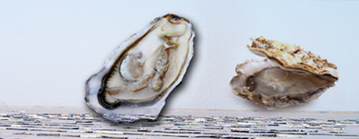 牡蛎的功效与作用